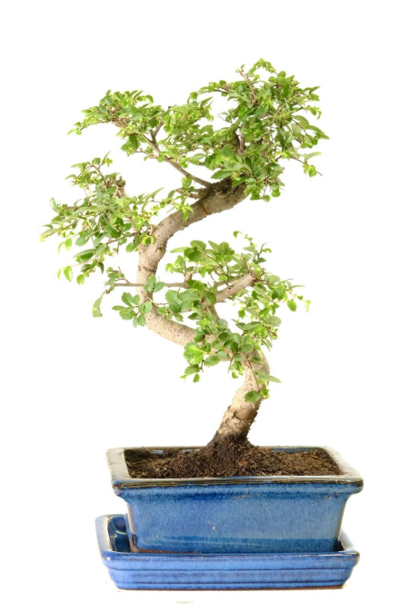 Adorable Dwarf Chinese Elm Bonsai - Very Easy Care