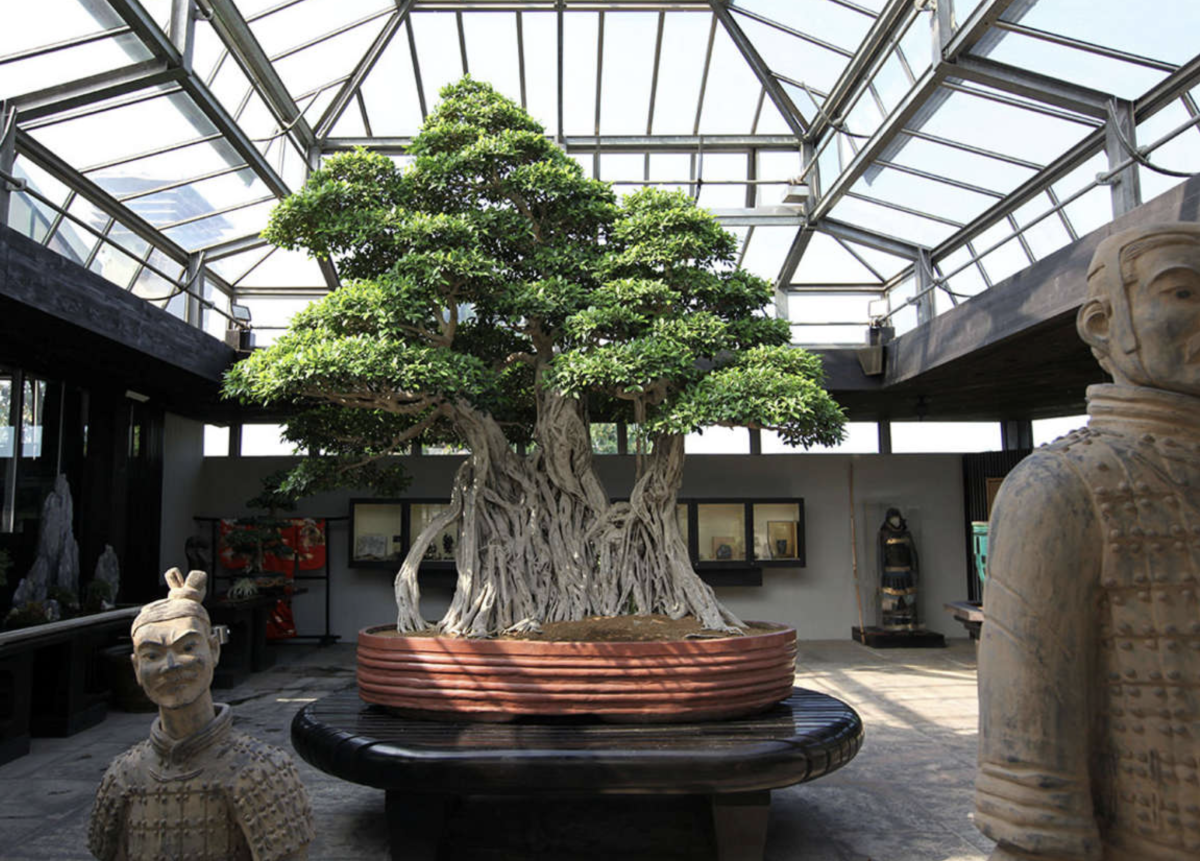Large Ficus Bonsai at Crespi Bonsai Museum - Italy