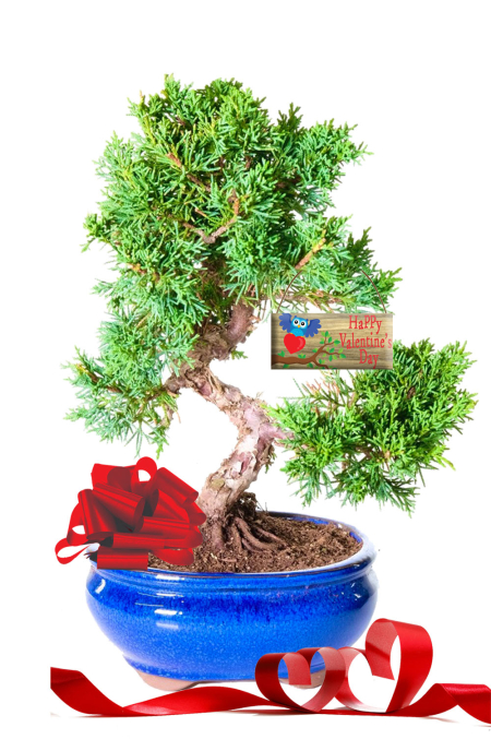 Dwarf Chinese Juniper Evergreen Bonsai Valentines Gift