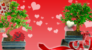 Valentines Bonsai Tree Gifts for sale